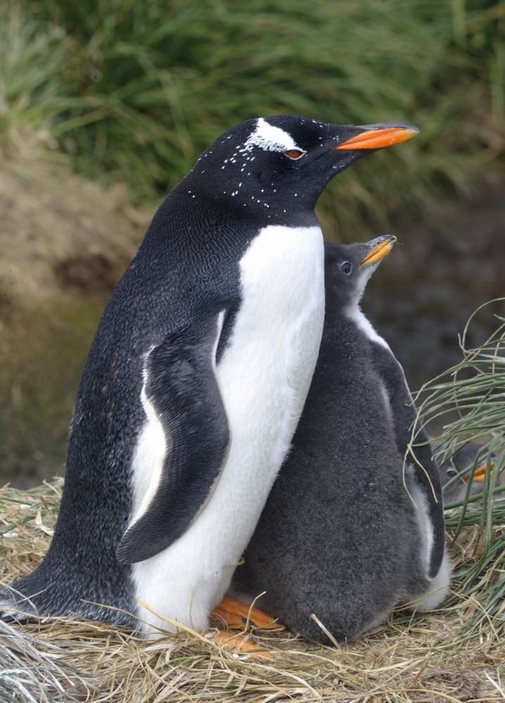 Gentoo Penguin - Kirk  Zufelt