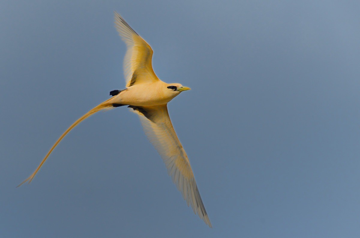 White-tailed Tropicbird (Golden) - Kirk  Zufelt