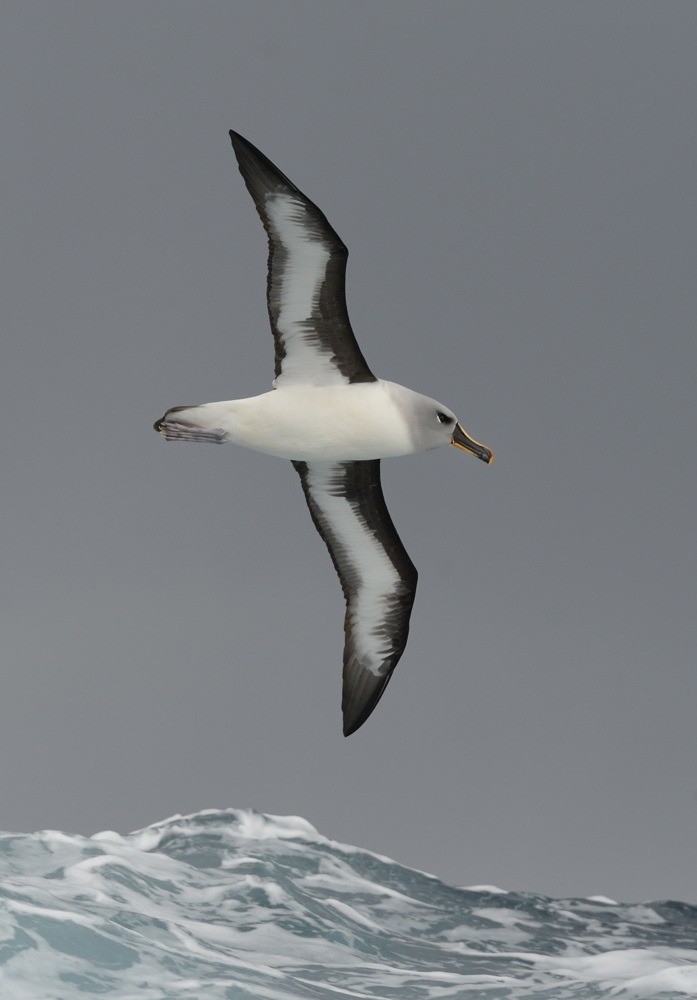 Gray-headed Albatross - Kirk  Zufelt