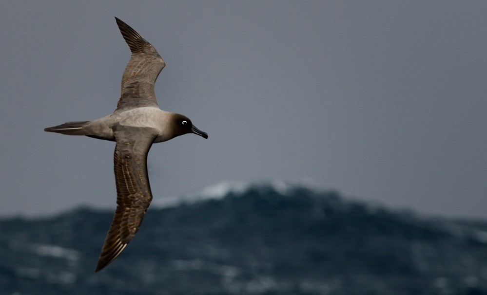 Light-mantled Albatross - Kirk  Zufelt
