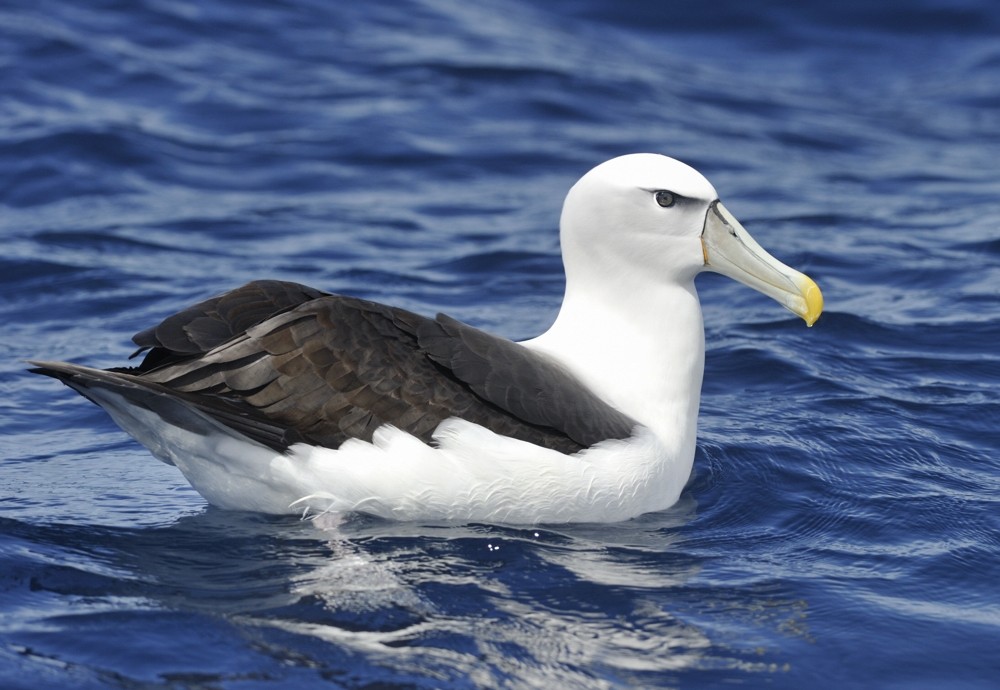 White-capped Albatross (cauta) - Kirk  Zufelt