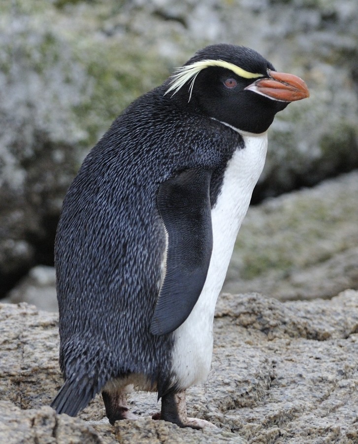 Snares Penguin - Kirk  Zufelt