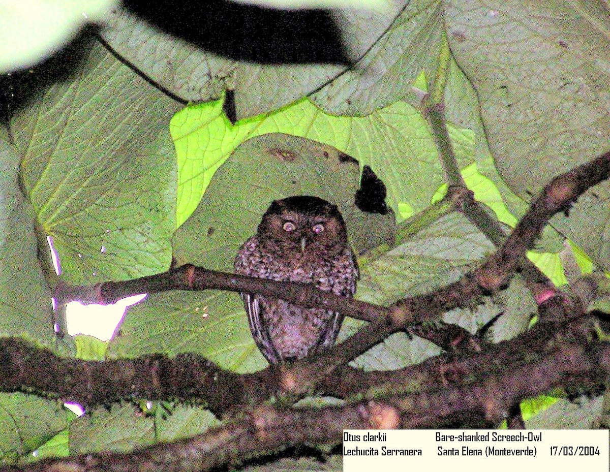 Bare-shanked Screech-Owl - ML205110271