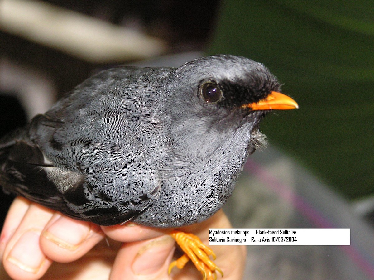 Black-faced Solitaire - ML205110361