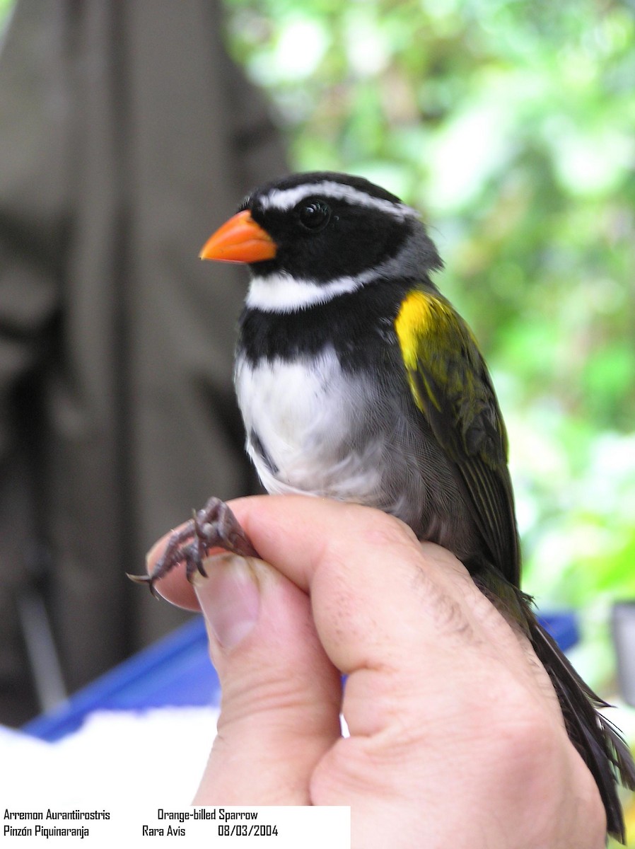 Orange-billed Sparrow - ML205110381