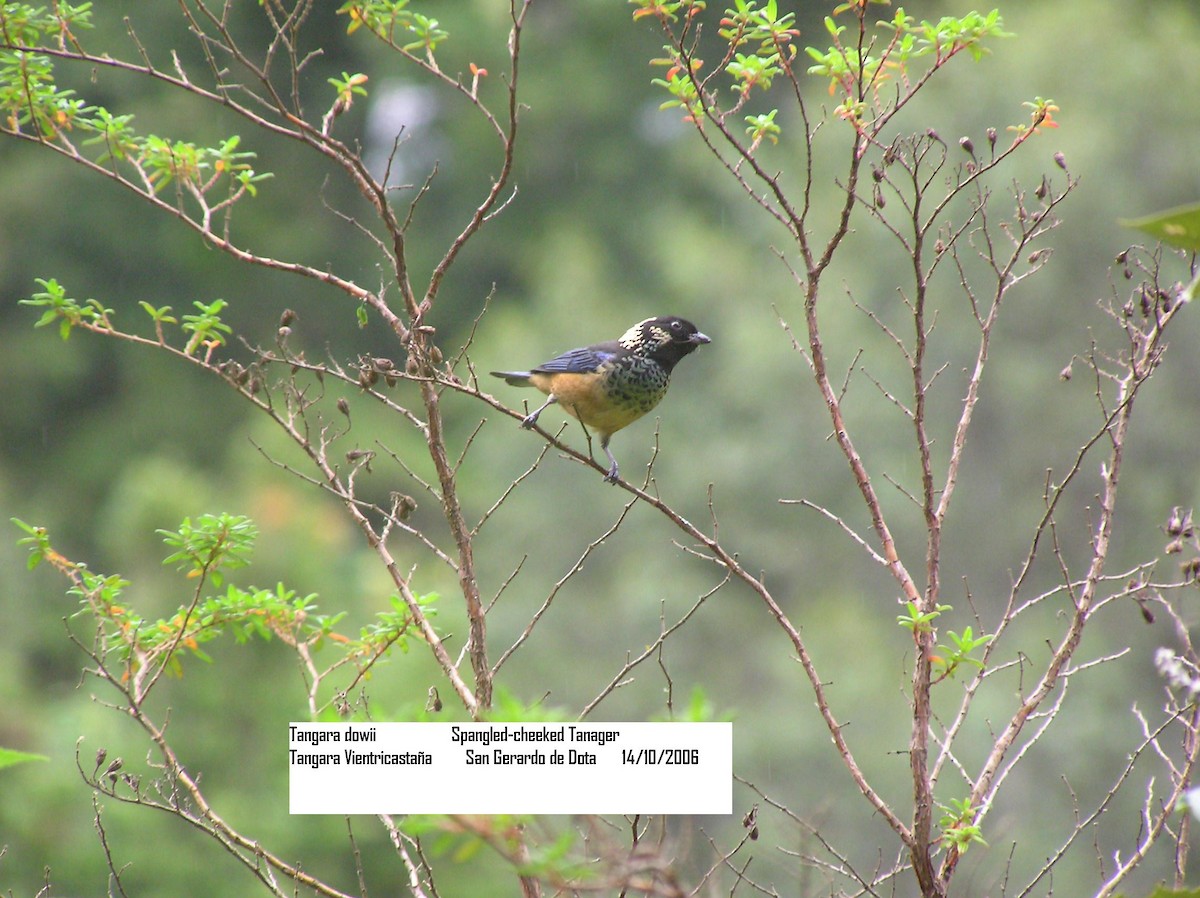 Spangle-cheeked Tanager - Carmelo López Abad