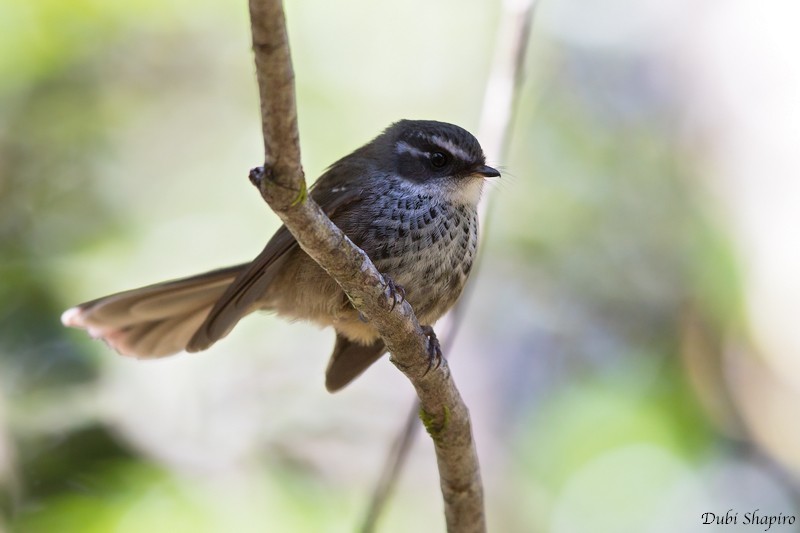 New Caledonian Streaked Fantail - ML205110721