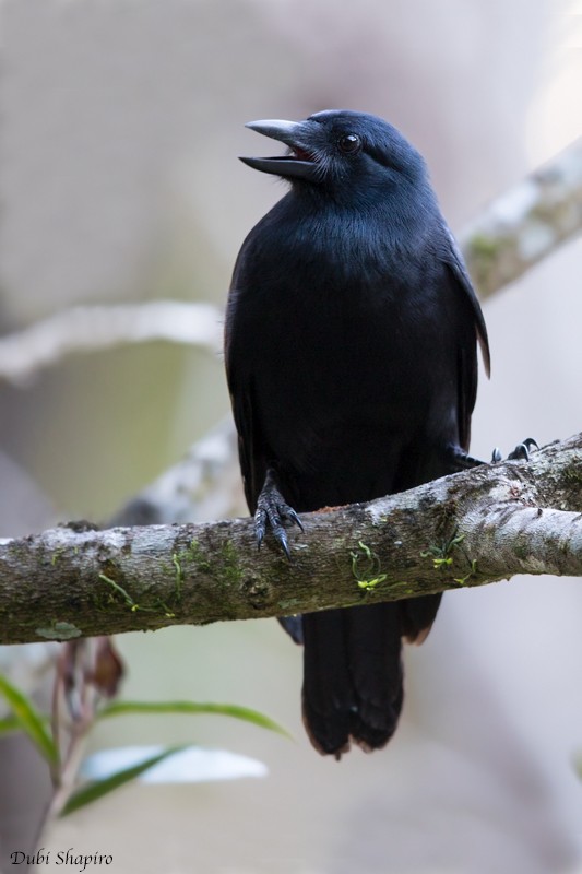 New Caledonian Crow - ML205110771