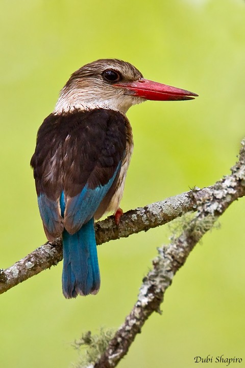 Brown-hooded Kingfisher - Dubi Shapiro