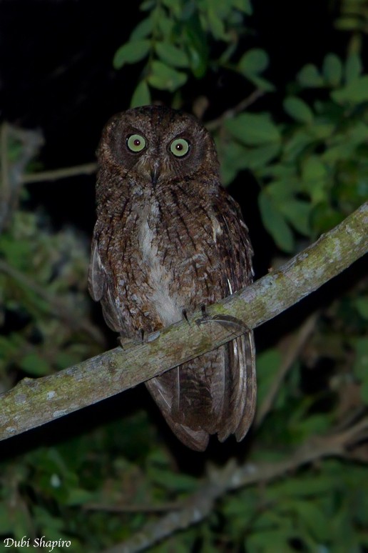Mayotte Scops-Owl - Dubi Shapiro