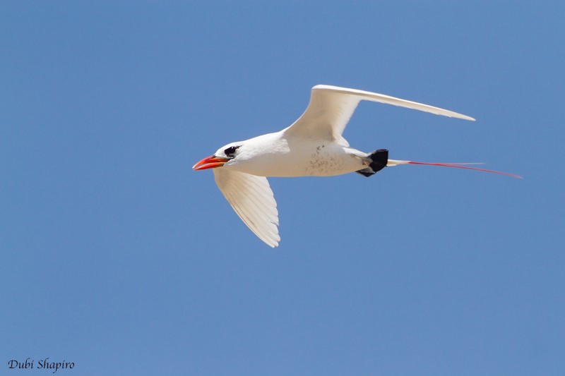 Red-tailed Tropicbird - ML205110851