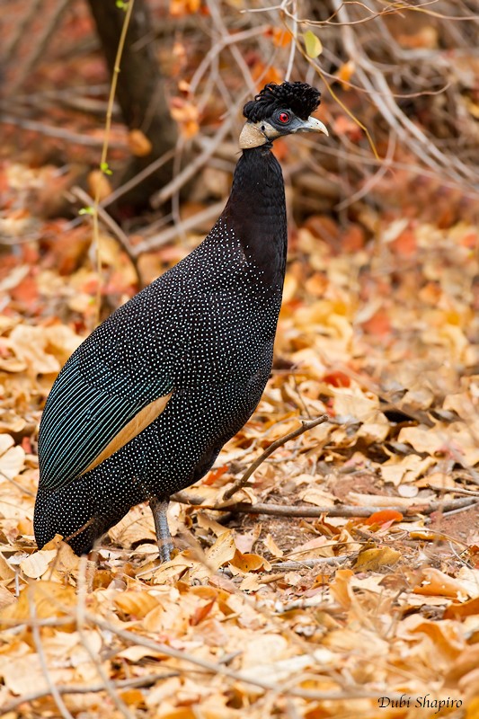 Southern Crested Guineafowl - ML205110941