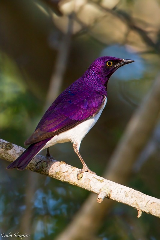 Violet-backed Starling - ML205111101