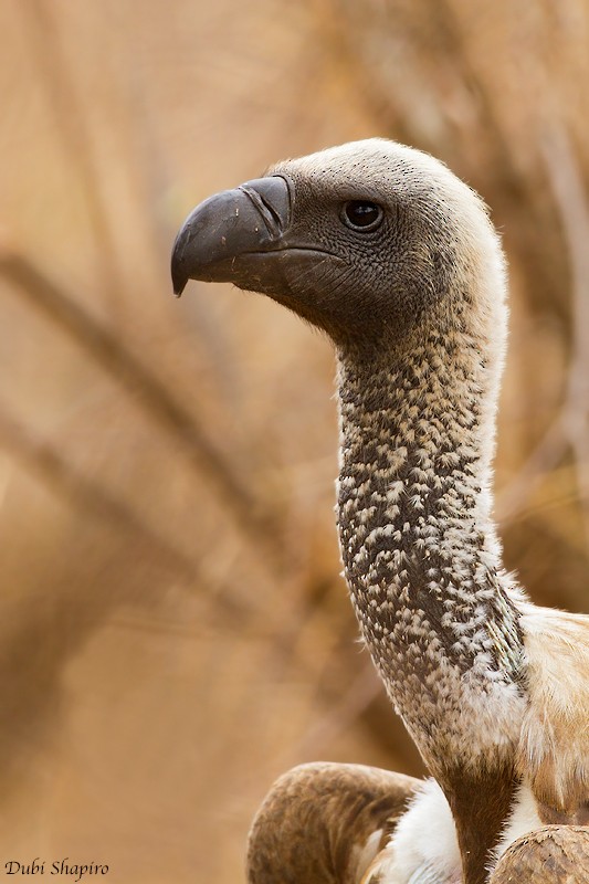 White-backed Vulture - Dubi Shapiro