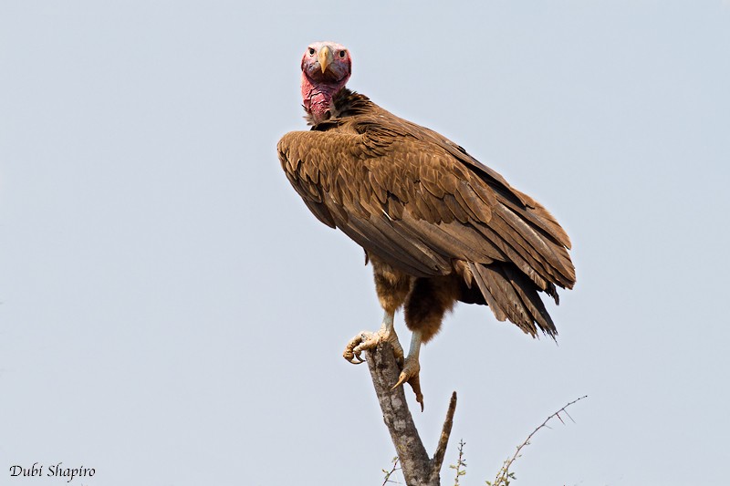 Lappet-faced Vulture - ML205111271