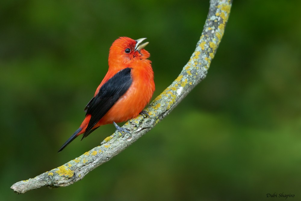 Scarlet Tanager - ML205111371