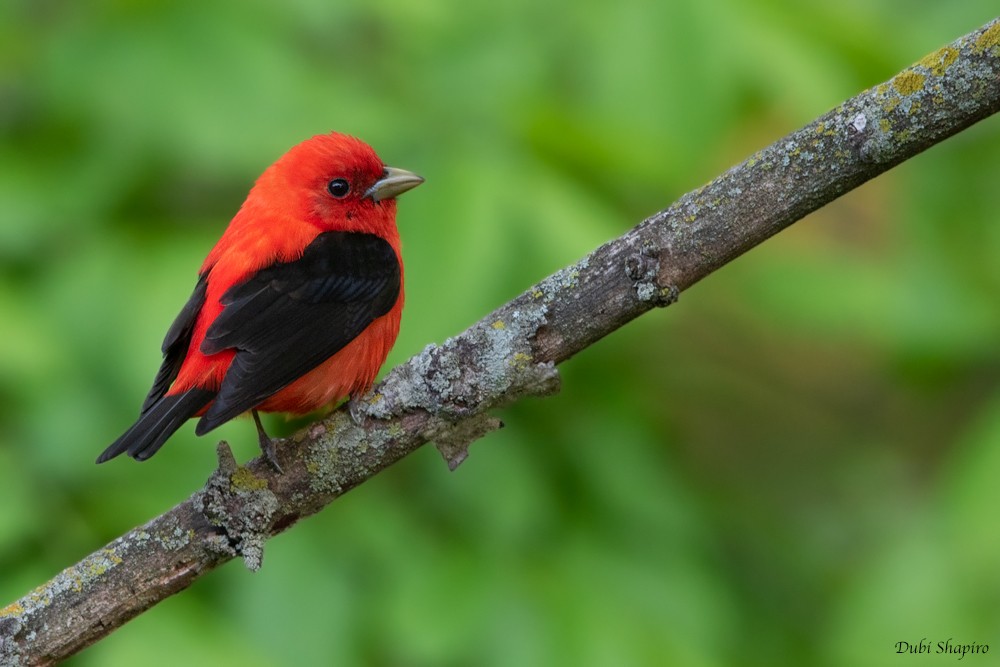 Scarlet Tanager - ML205111381
