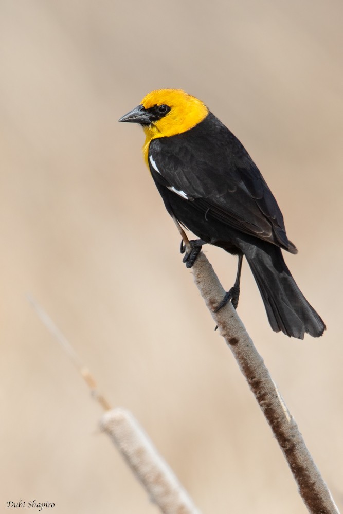 Yellow-headed Blackbird - Dubi Shapiro