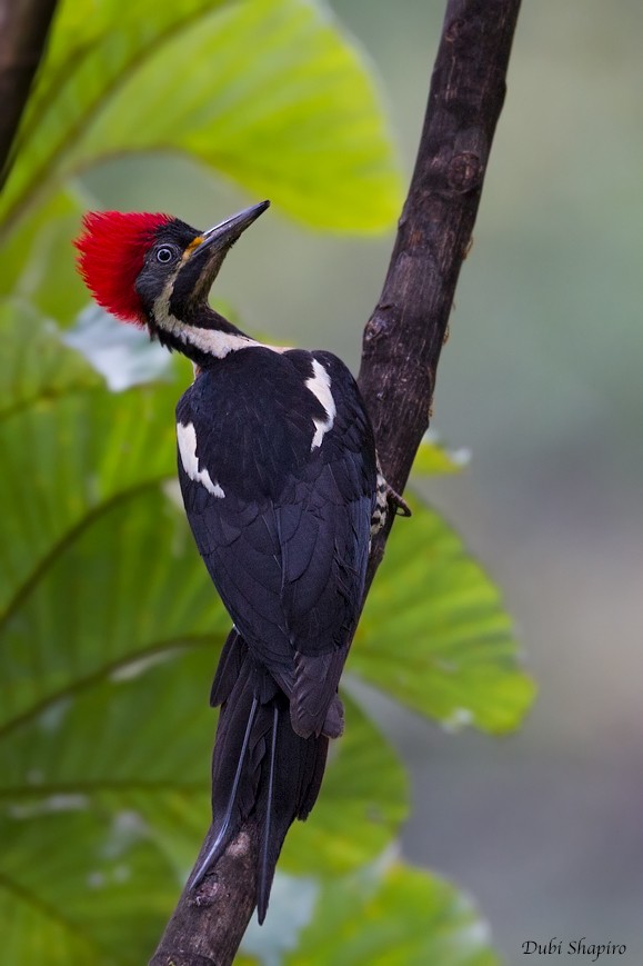 Lineated Woodpecker (Lineated) - ML205111771