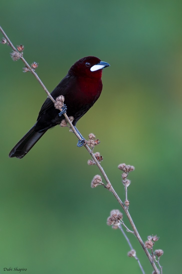 Silver-beaked Tanager - ML205111811
