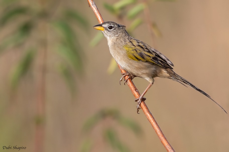 Wedge-tailed Grass-Finch - ML205111871
