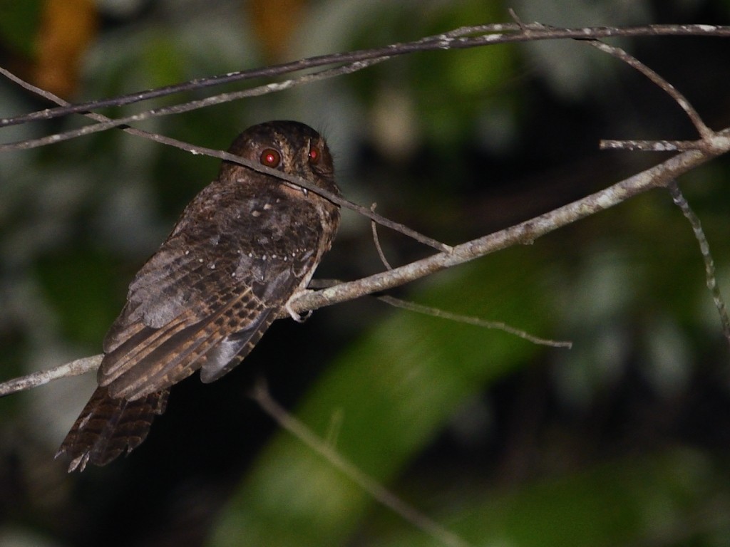 Moluccan Owlet-nightjar - ML205112101