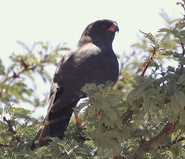 Melanistic Gabar Goshawk