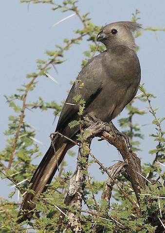 Grey Go-away-bird (Zambia birds) · iNaturalist