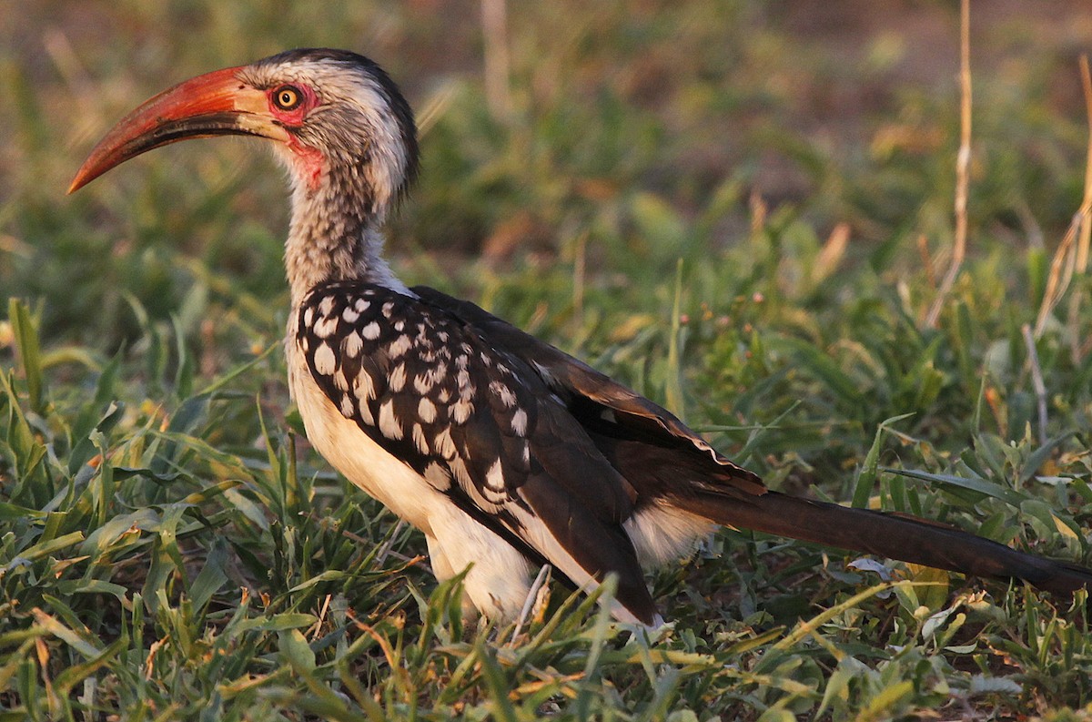 Southern Red-billed Hornbill - Carmelo López Abad