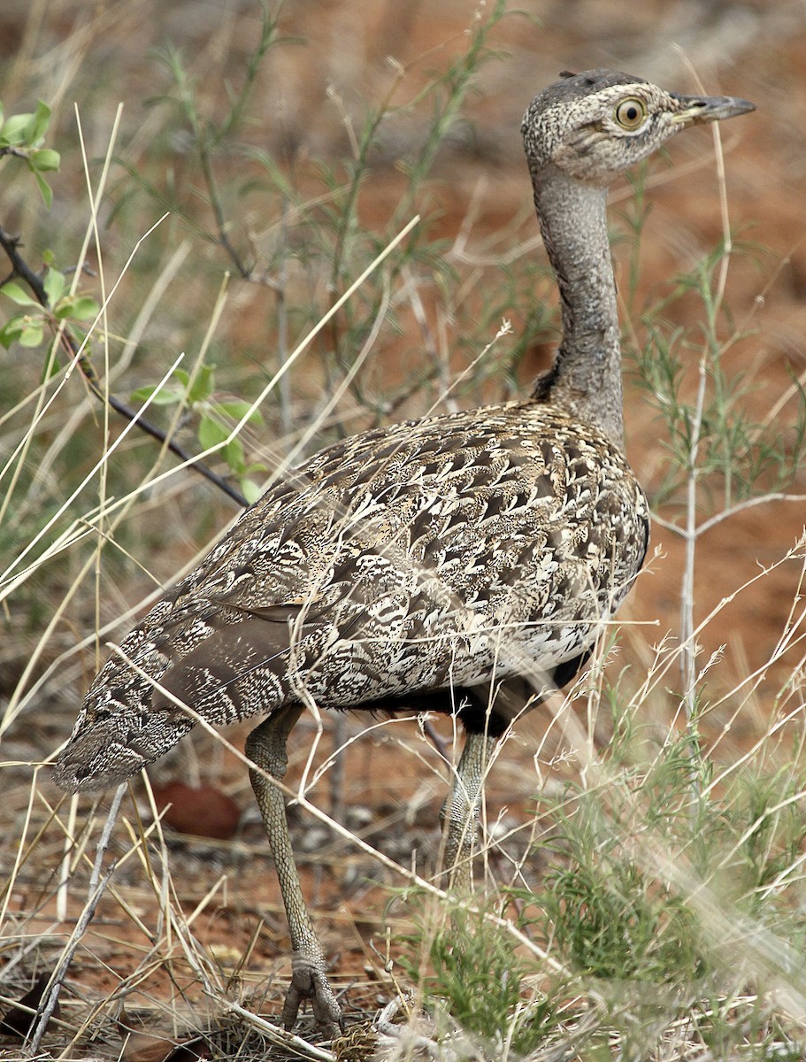 Red-crested Bustard - Carmelo López Abad
