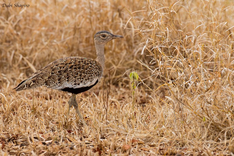 Red-crested Bustard - ML205112931