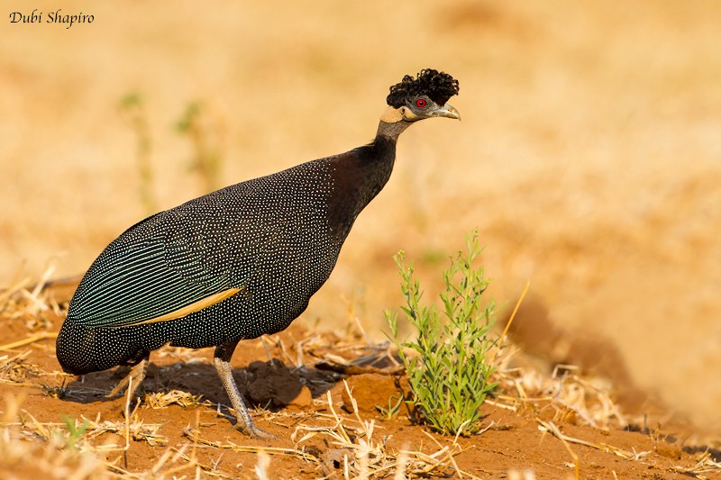 Southern Crested Guineafowl - ML205113081