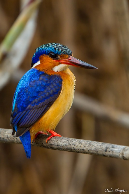 Malagasy Kingfisher - Dubi Shapiro
