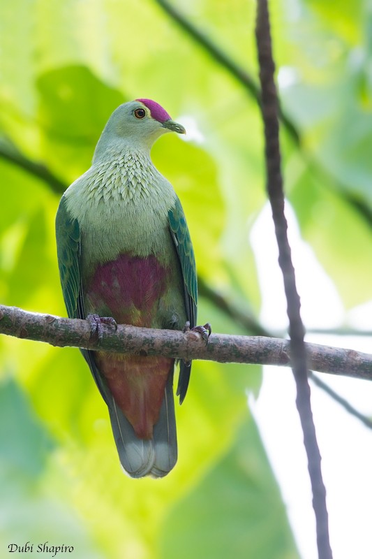 Red-bellied Fruit-Dove - ML205113301