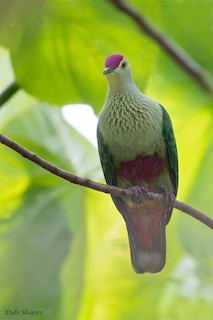 Red-bellied Fruit-Dove, ML205113311