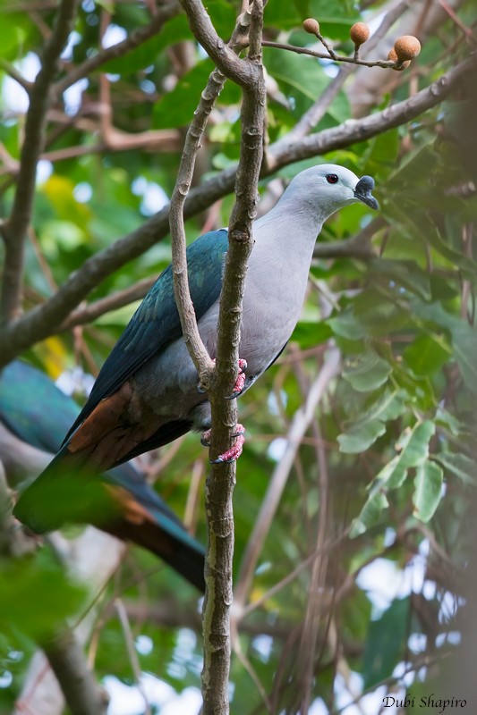 Pacific Imperial-Pigeon - ML205113321