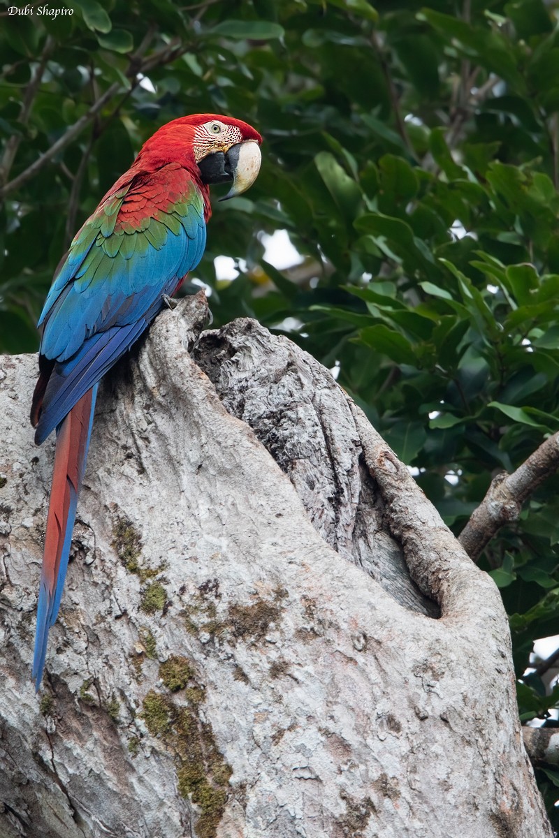 Red-and-green Macaw - ML205113361