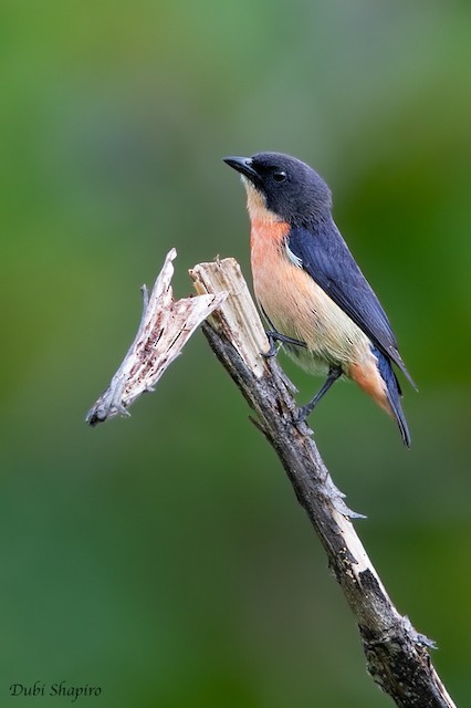 Adult male lateral view (subspecies&nbsp;<em>fulgidum</em>). - Pink-breasted Flowerpecker - 