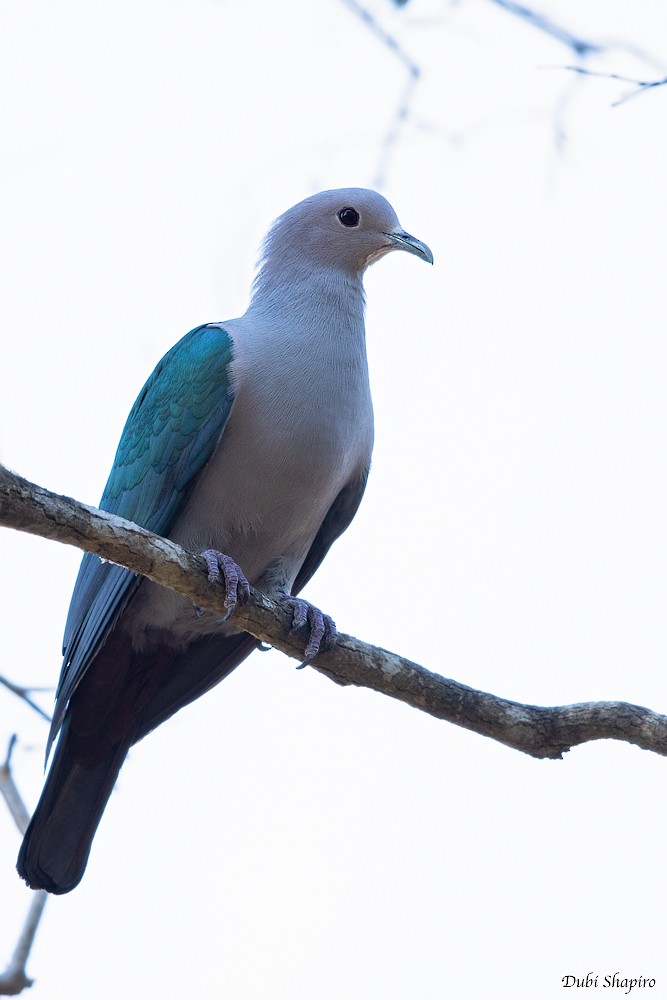 Green Imperial-Pigeon (Green) - ML205113471