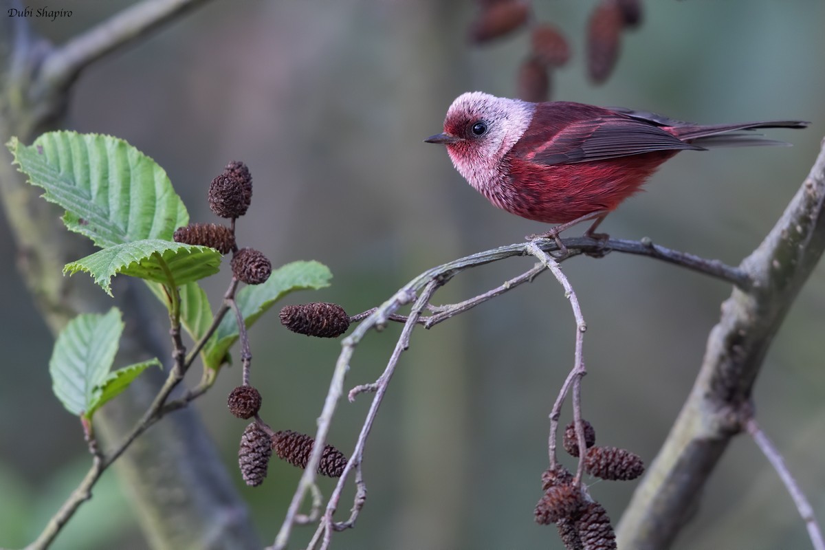 Pink-headed Warbler - Dubi Shapiro