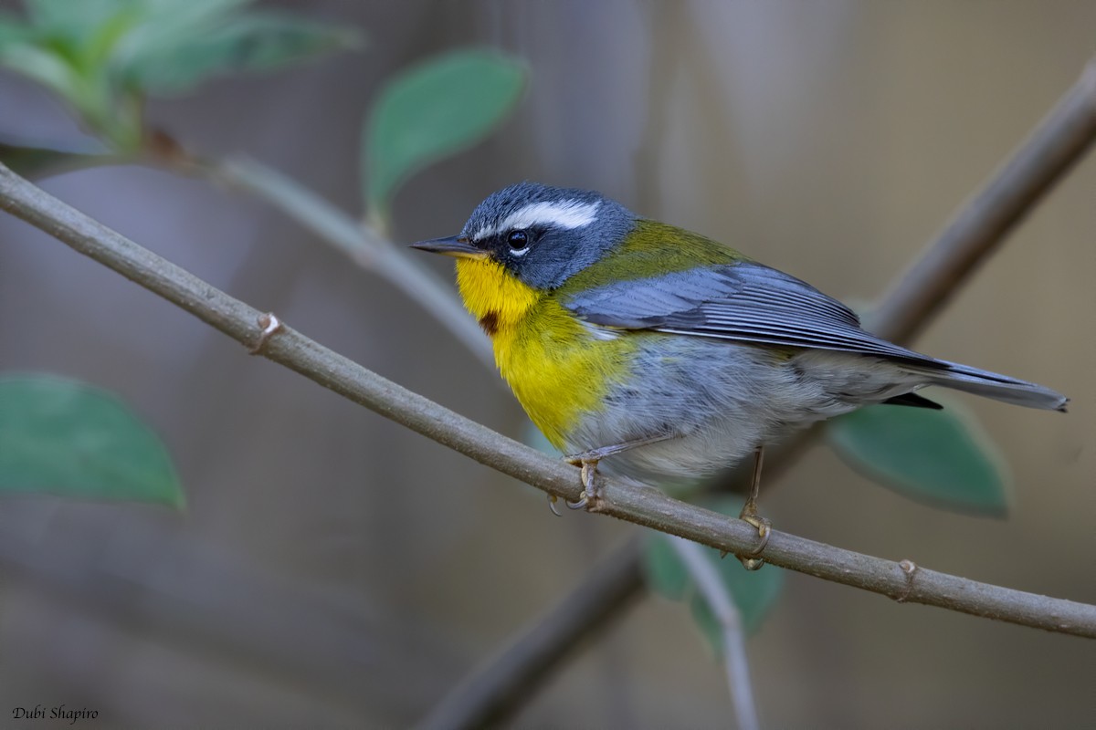 Crescent-chested Warbler - ML205113581