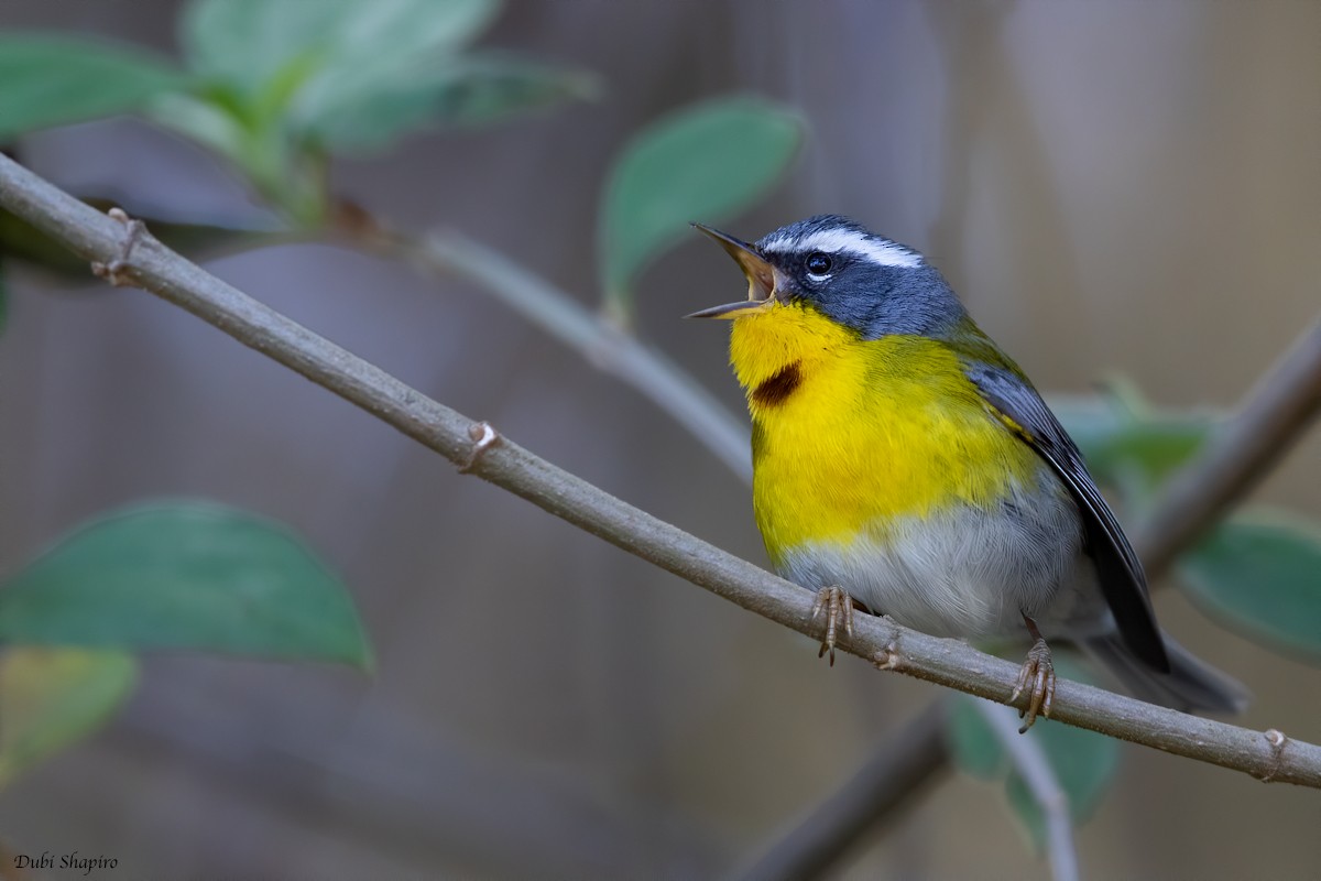 Crescent-chested Warbler - Dubi Shapiro
