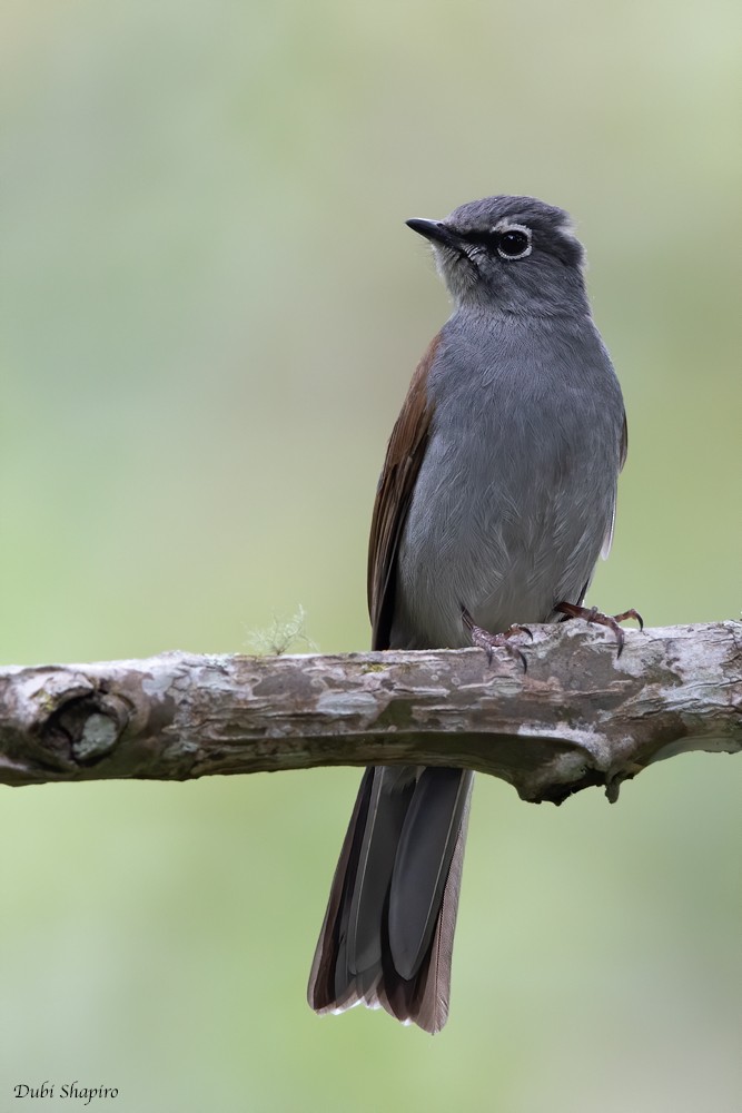 Brown-backed Solitaire - Dubi Shapiro