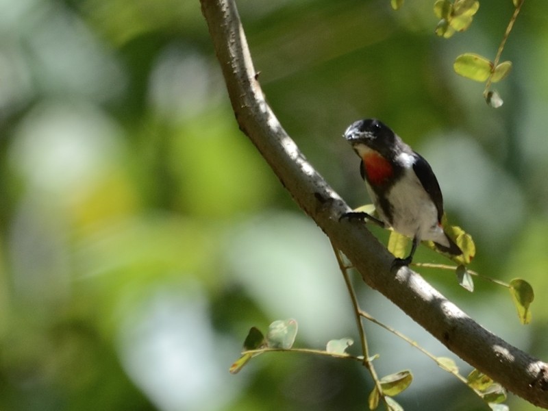 Red-chested Flowerpecker - ML205114021