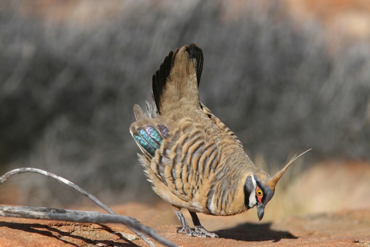 Spinifex Pigeon (White-bellied) - ML205114191