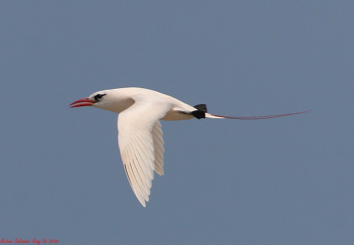 Red-tailed Tropicbird - ML205114261