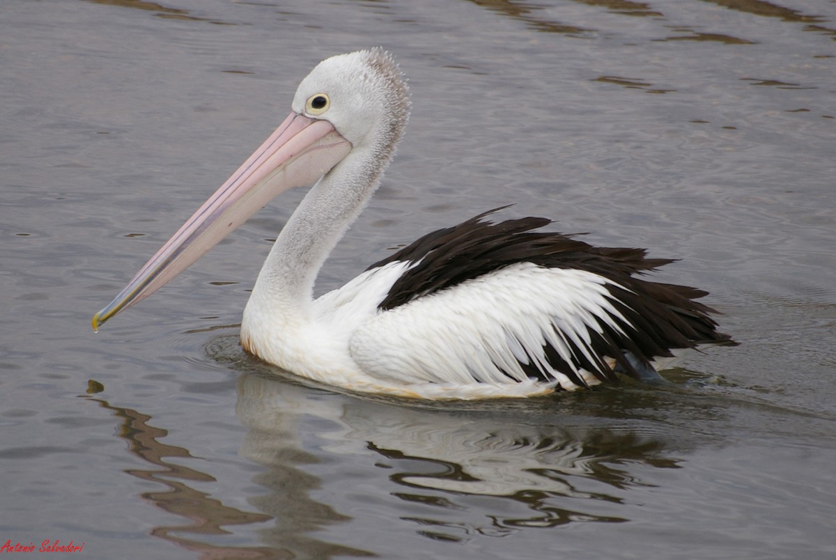 Australian Pelican - Antonio Salvadori