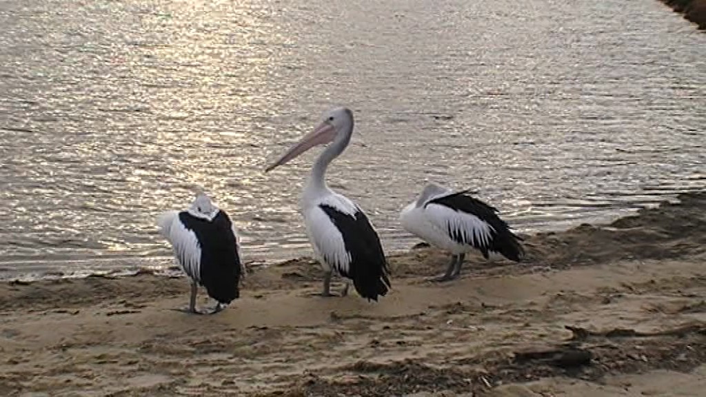 pelikán australský - ML205114611