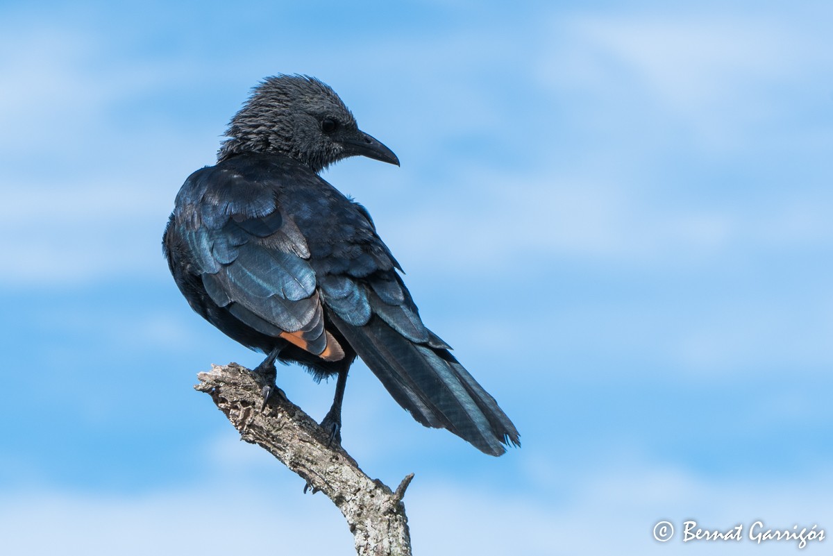 Red-winged Starling - ML205114761