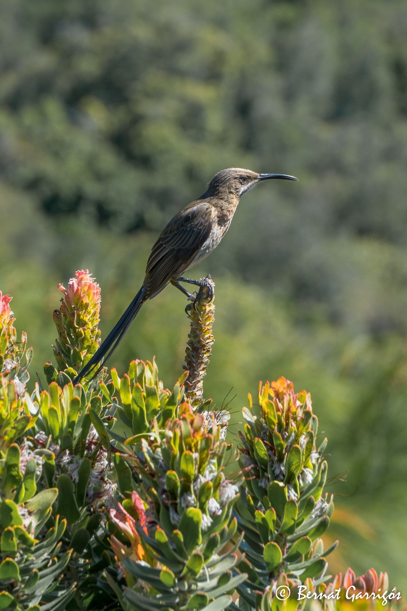 Cape Sugarbird - Bernat Garrigos